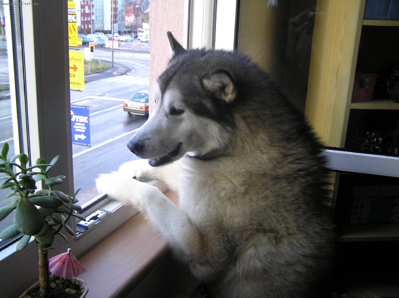 Foto: Tam je v�c�!!!!!!-Nejrad�ji m� j�zdu autem a pohled z okna!