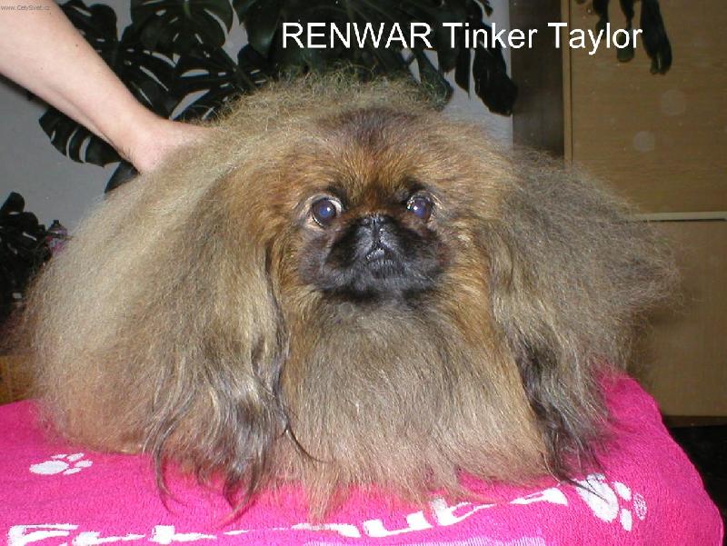 Foto: RENWAR Tinker Taylor-importovan� pes z Anglie ve v�ku 3,5 let