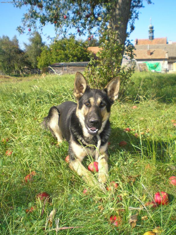 Foto: Kr�snej pes-Jm�no si bohu�el nepamatuju,ale kr�snej je...