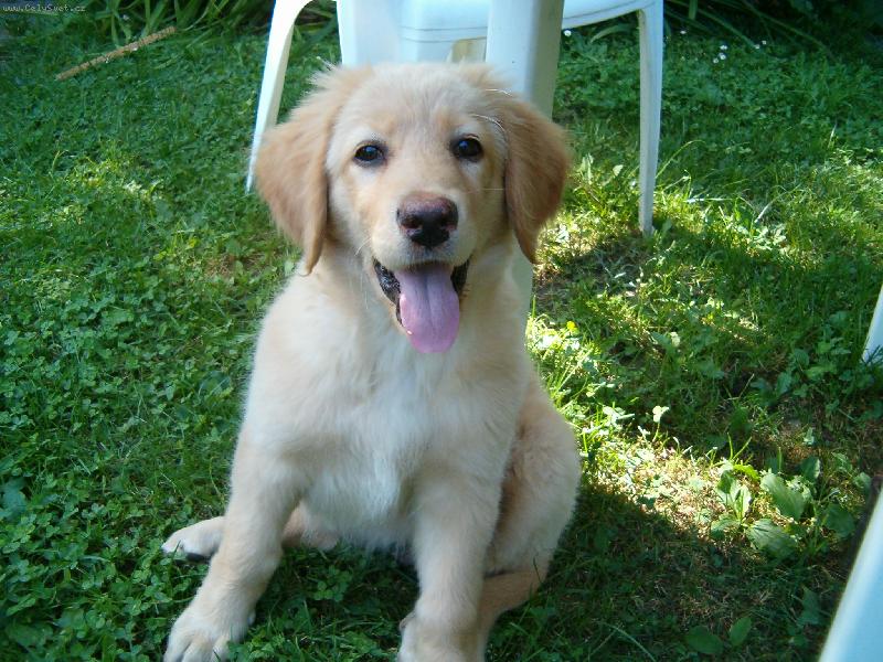 Foto: m�j mazl��ek-S�rinka jako ��e��tko