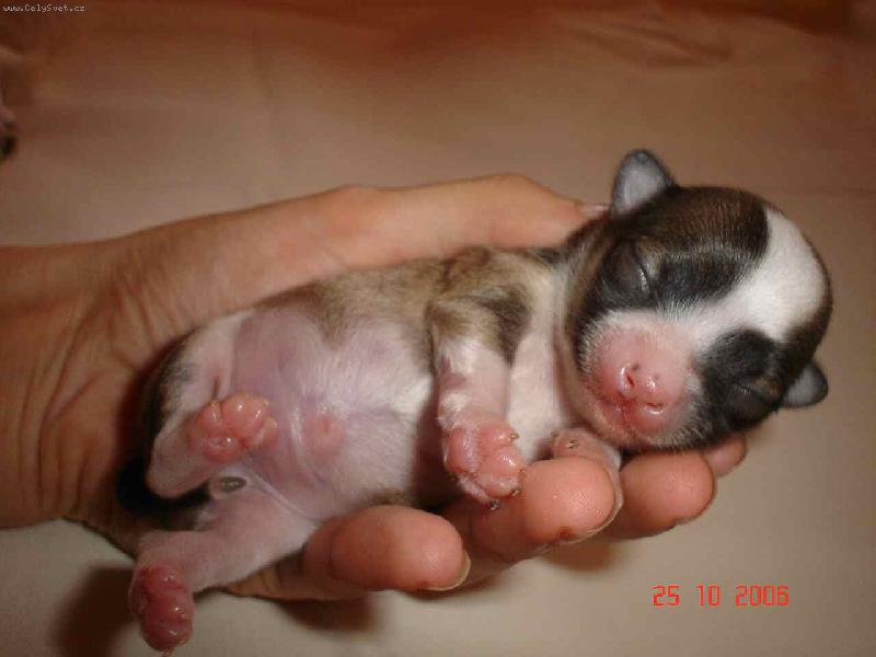 Foto: �t�st� v dlan�ch.-Na�e prvn� odchovan� �ivav� �t���tko.