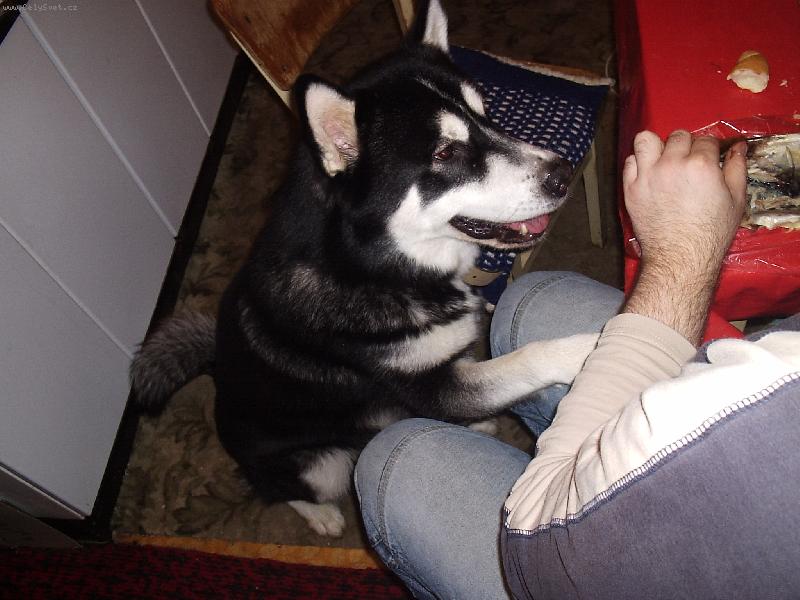 Foto: Miluje ryby-No tak dej mi kousek t� makrelky