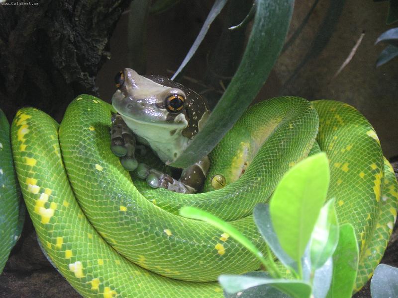 Foto: Kamar�di-�abi�ka v objet� hada