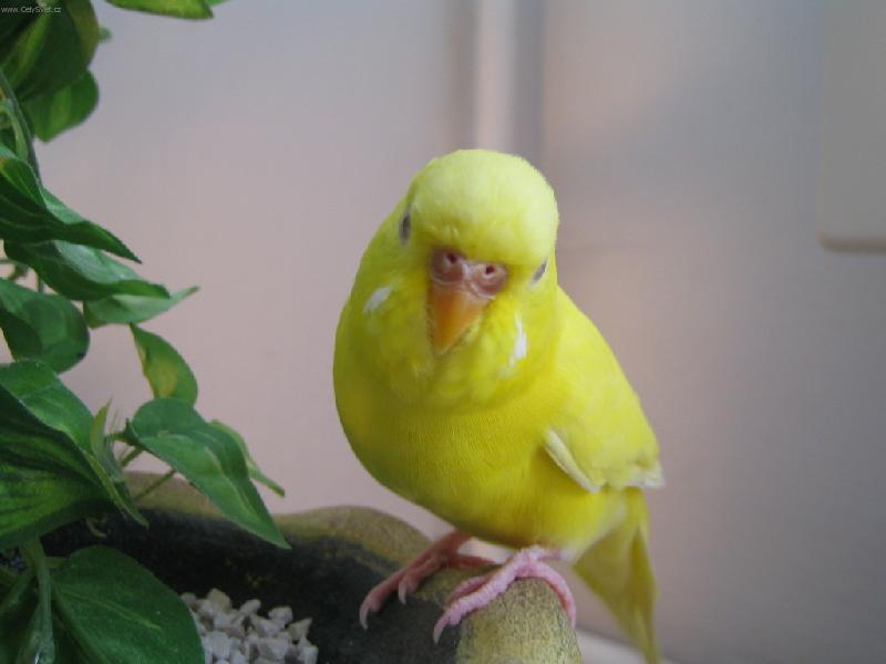 Foto: Je to �lut�,ale kan�rek to nen�.Co je to?-Kimi�ek