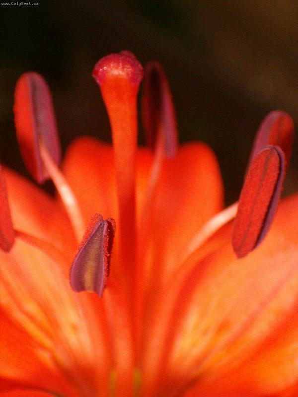 Foto: Pest�k a ty�inky