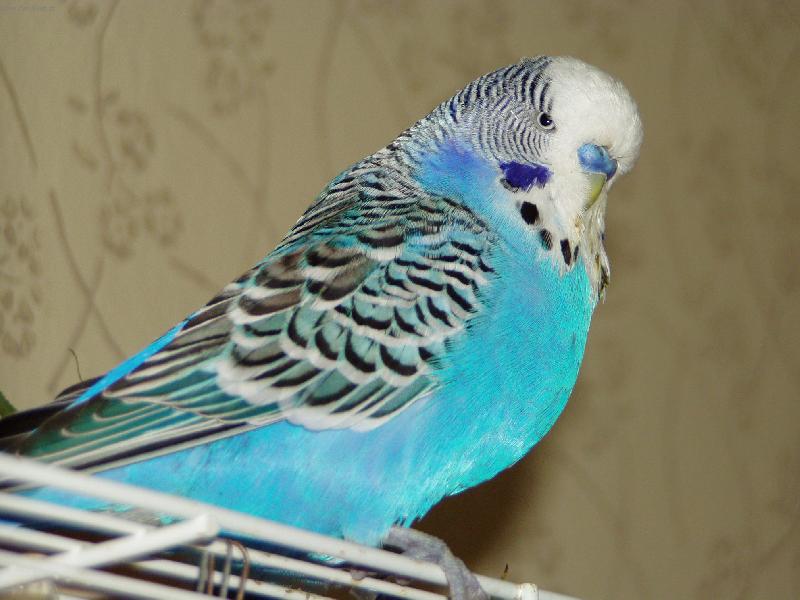 Foto: Andul�k  Frajer  Jack-�ek� na autoportr�t