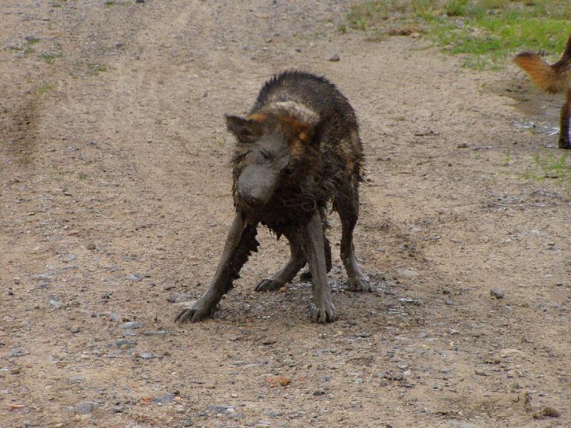 Foto: je to pes- nen� to pes..........-r.CAC, v�born�, I.t�.Nylla z Gilanu