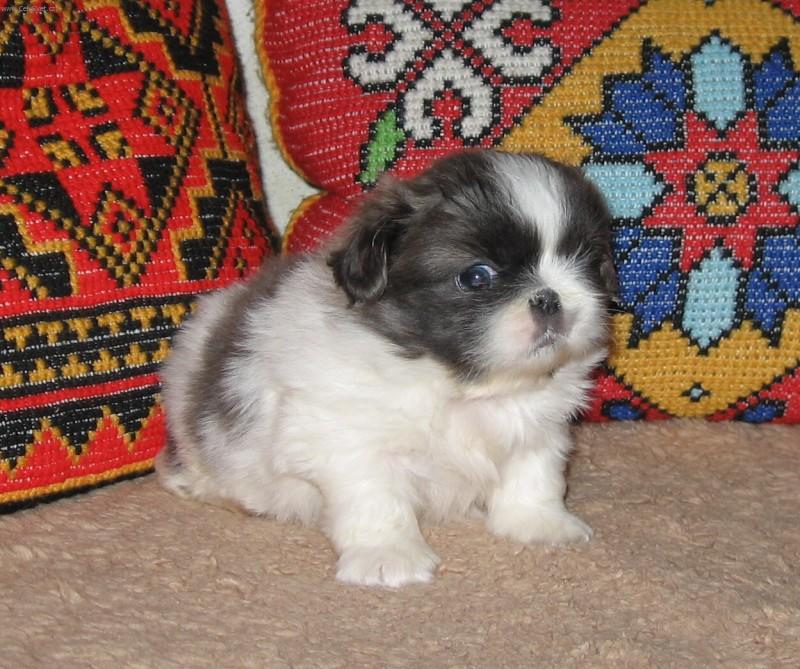 Foto: �t���tko, v�k - p�t t�dn�-ZUCKER BABY od Mach��k�