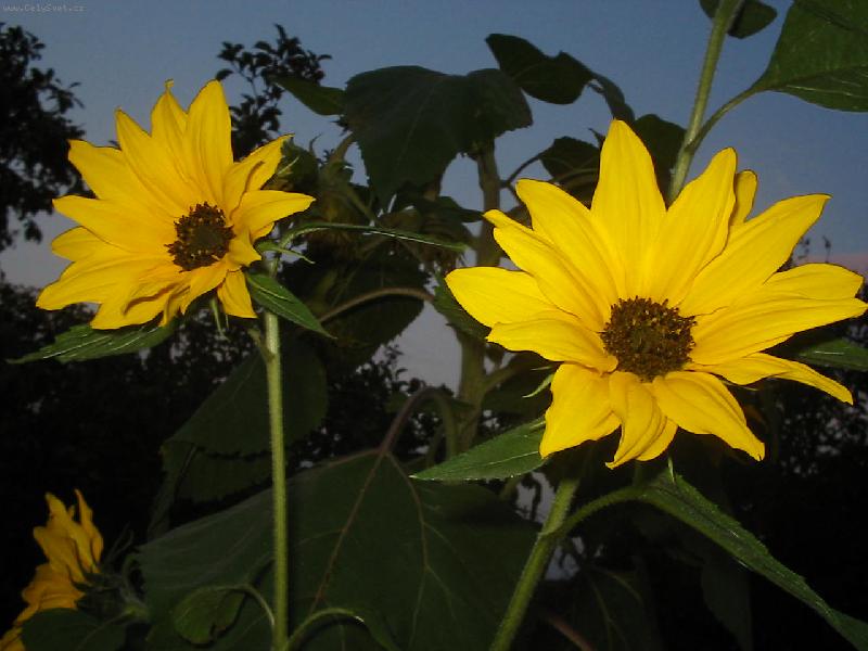 Foto: Slune�nice-Slune�nice focen� o�i zetm�n�