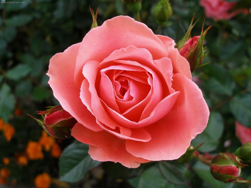 Foto: VZPOM�NKA NA L�TO-VN�MAT KR�SU