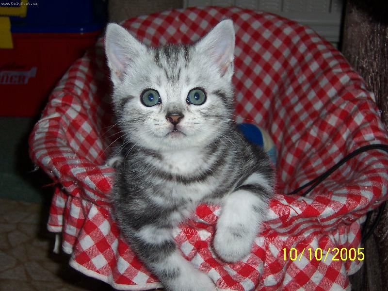 Foto: Britsk� Whiskas ko�ata-Whiskas v ko��rku
