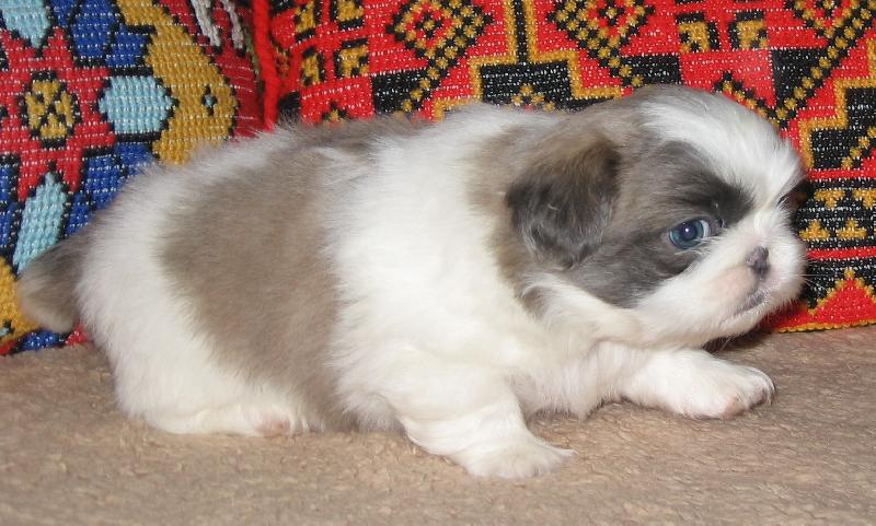 Foto: ZUCKER BOY od Mach��k� - v�k p�t t�dn�-Fotit se nebudu, ute�u!