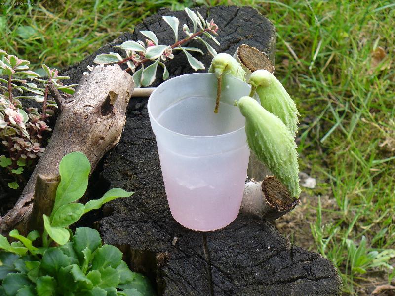 Foto: Papou�ci-Tak Pijem