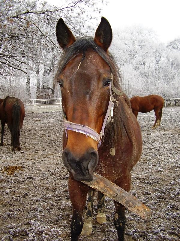 Foto: Pes, nebo k��?-I kon� si r�di zahraj� aport:)