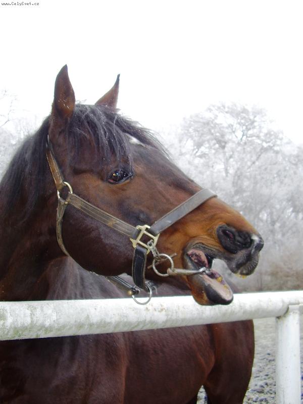 Foto: St�j, nebo kousnu!:)