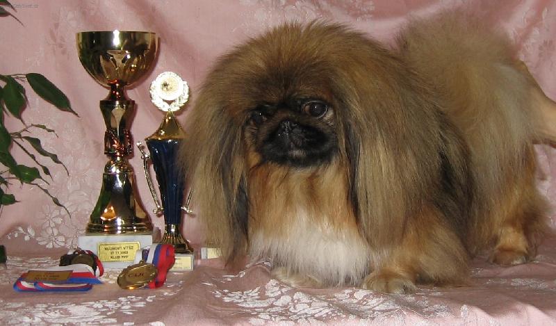 Foto: SHEILA LADY OF Bohemia Orchis ( v�k 15 m�s�c�)