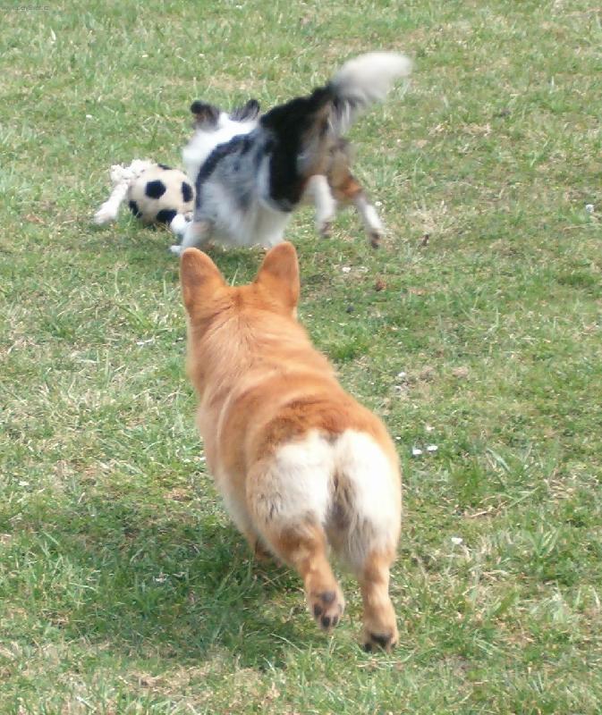 Foto: L�za s Cesarem-jsem rychlej��, ty m� kr�tk� nohy...