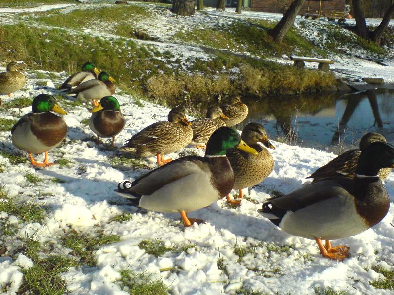 Foto: ka�enky a sn�h