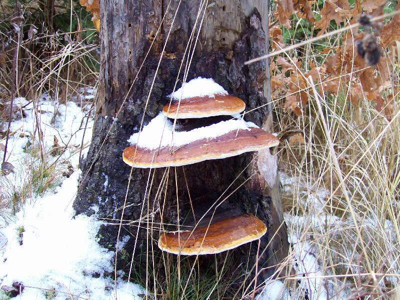 Foto: R�da se chod�m proch�zet do lesa :-))