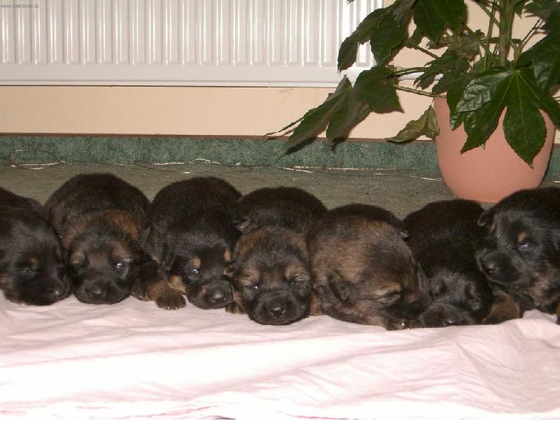 Foto: �tr�dl nebo pejsci...?-jsme malinc�, ale vyrostou zn�s skv�l� hafani, co vy na to?