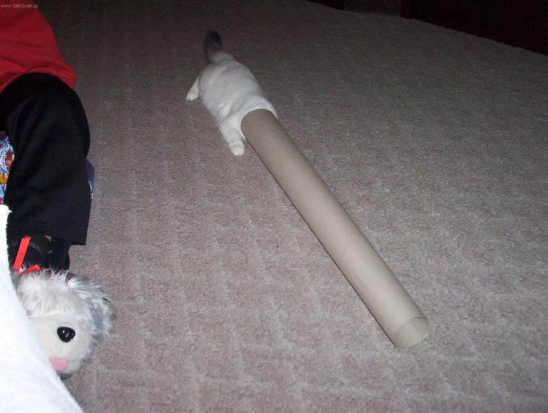 Foto: ko�ka-Halo je tam n�kdo ?