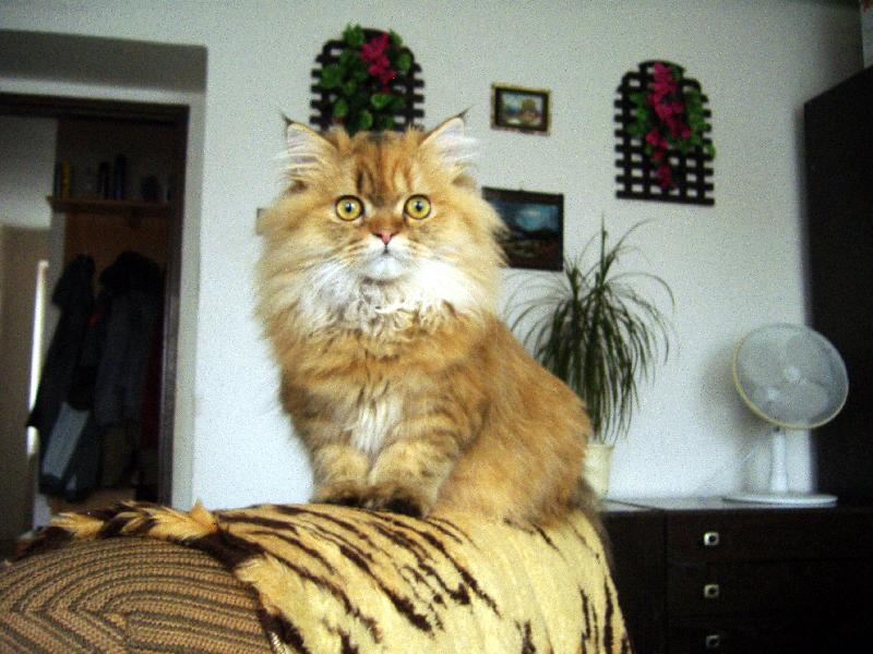 Foto: Jen tak se rozhl��m-Na k�esle