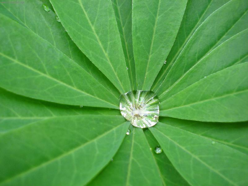 Foto: Kapka nad�je-.......proto�e ta um�r� posledn�