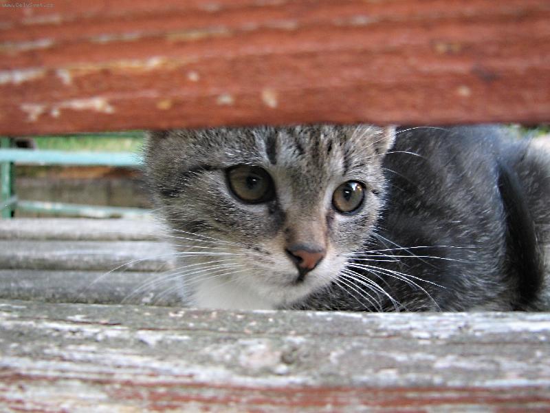 Foto: Nen�padn� pozorovatel