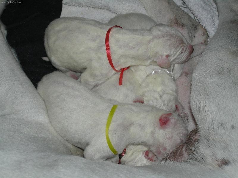 Foto: Novoro�n� novorozenci