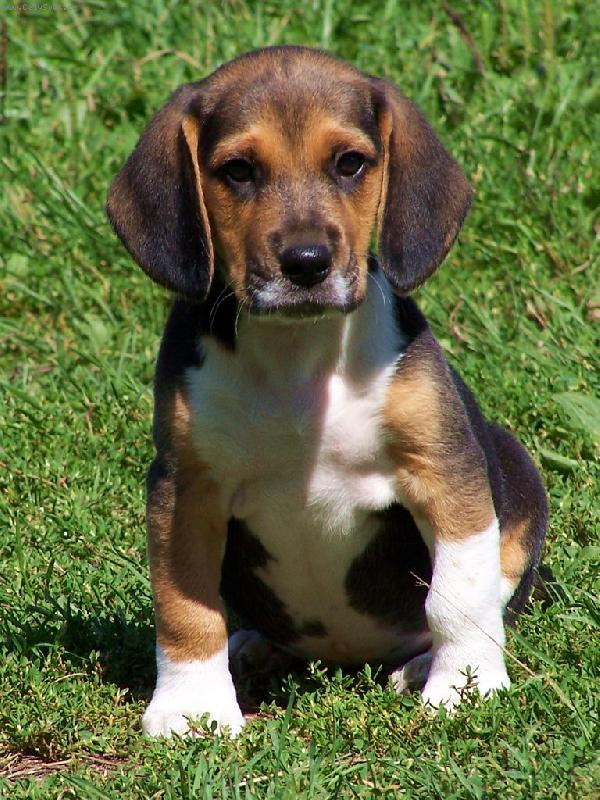 Foto: Benny-Nejmilej�� kamar�d na�� kamar�dky