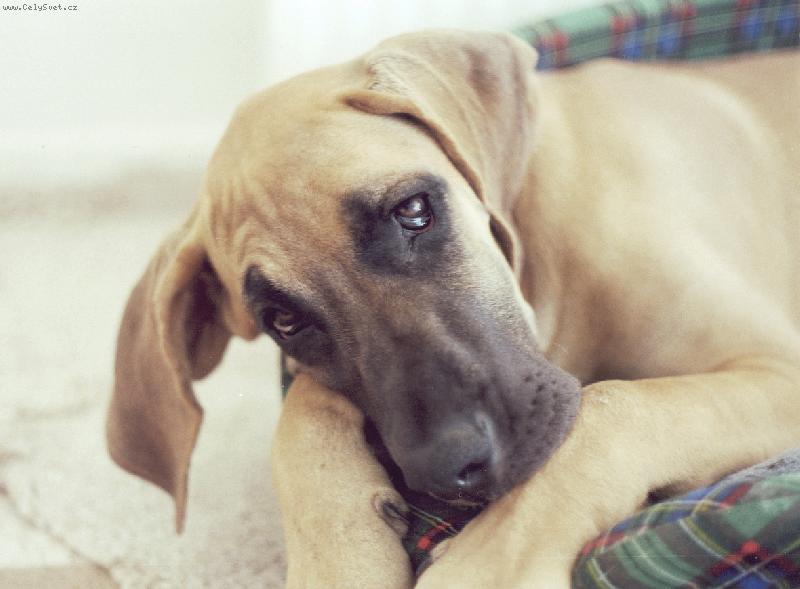 Foto: Victorie Bonoda-Nejspokojenejsi v pelisku ...