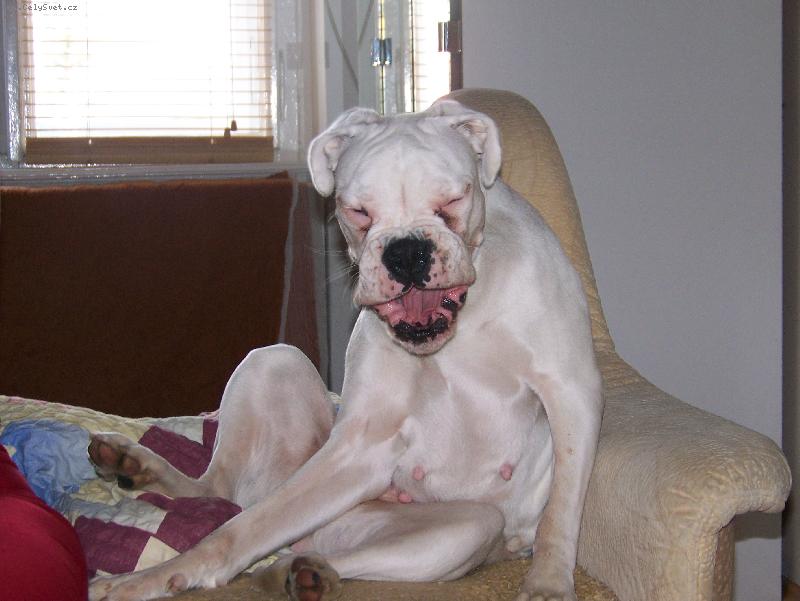 Foto: Kdy� se boxer sm�je...