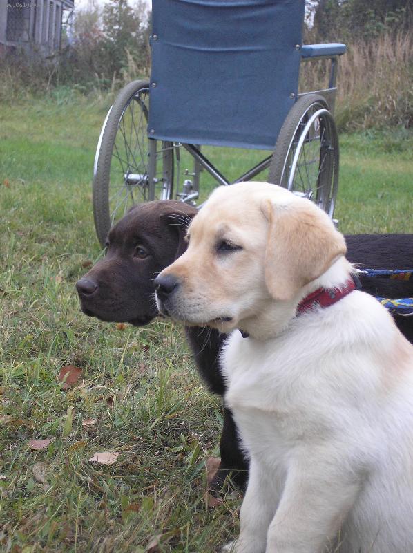 Foto: Genesis(Nessie) a Glen-p��prava �t��at na canisterapii