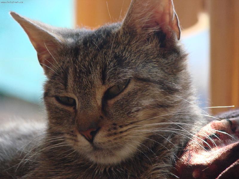 Foto: Mindina-Tak takhle si mysl� �e se maj lovit my�i:-)