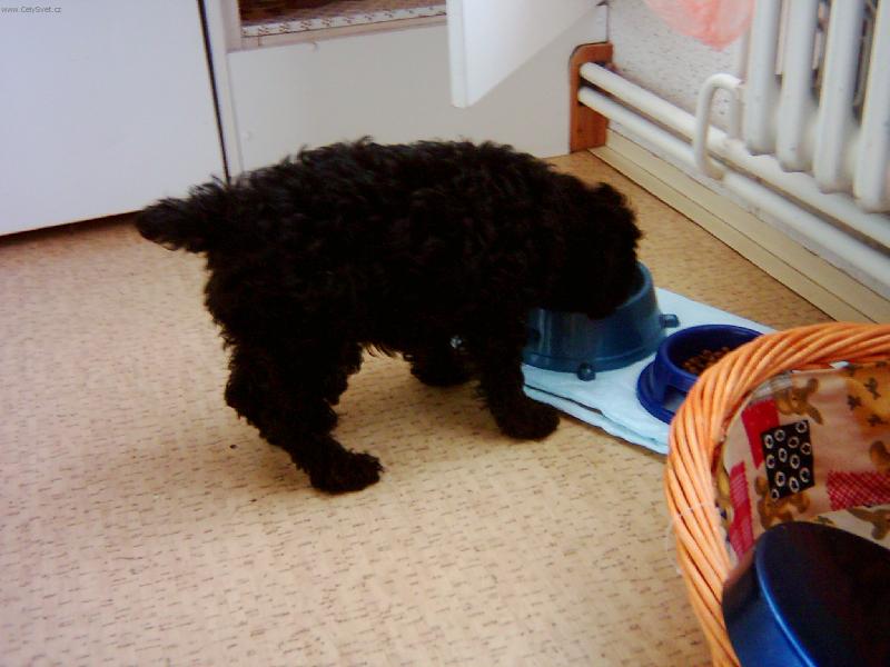 Foto: mnam to je basta-tak takhle si d�va do nosu na� mat�sek