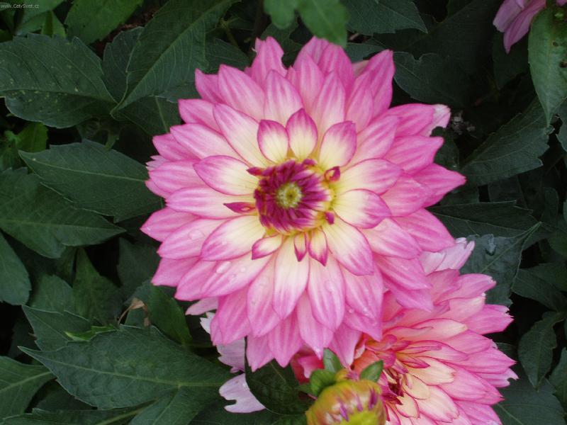 Foto: Ji�ina-Ji�ina