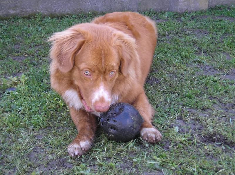 Foto: Moje hra�ka-Cooper si nejrad�ji kousne do koule z d�tsk�ho bowlingu:-)