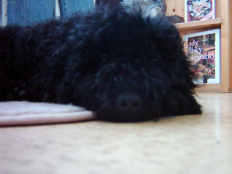 Foto: takov� �mouha no to p�eci nejsu j��-tak se divil na� mates kdy� se vid�l