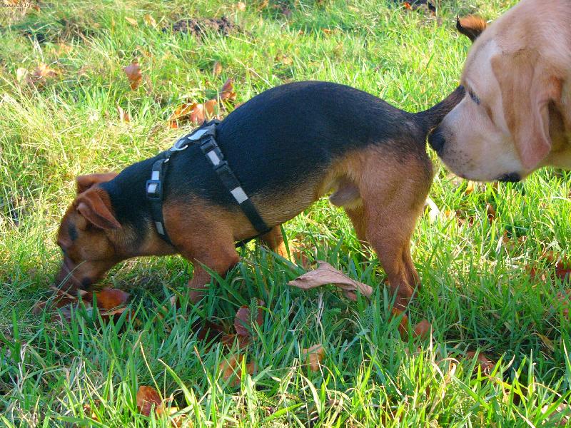 Foto: Kluk nebo holka ?-Iggy zji��uje jak� pohlav� je jeho kamar�d ��ala