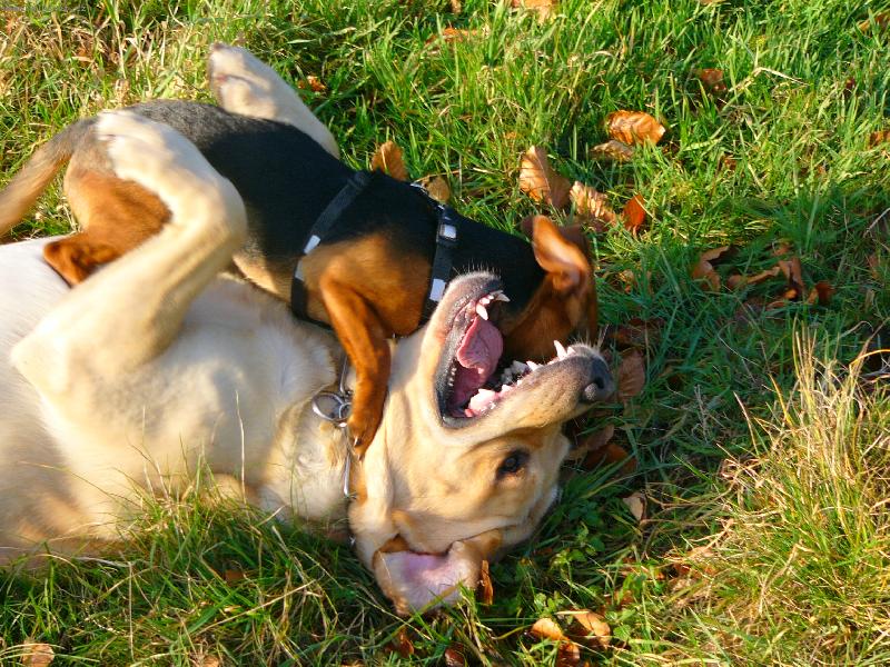 Foto: pom��c, malej rdous� velk�ho