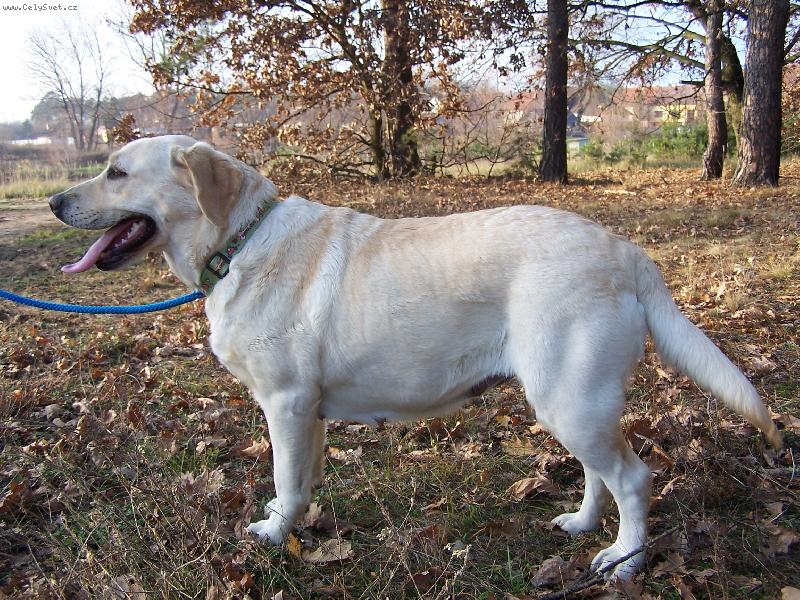 Foto: Verona-Jako "lesn� ��nka Evel�nka"