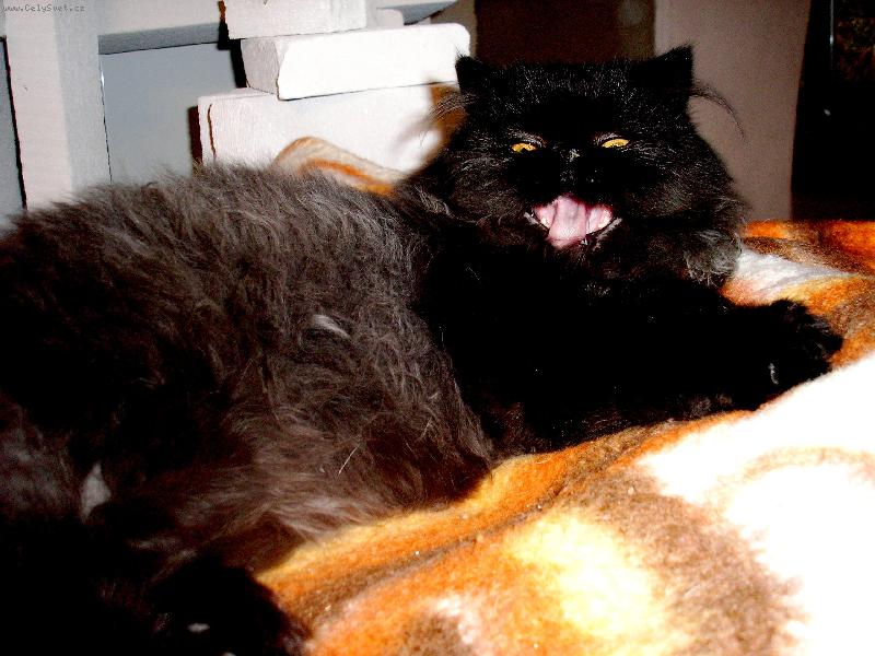 Foto: ko�i�� sm�ch-Post�ehli jste n�kdy, �e se V�m sm�je?