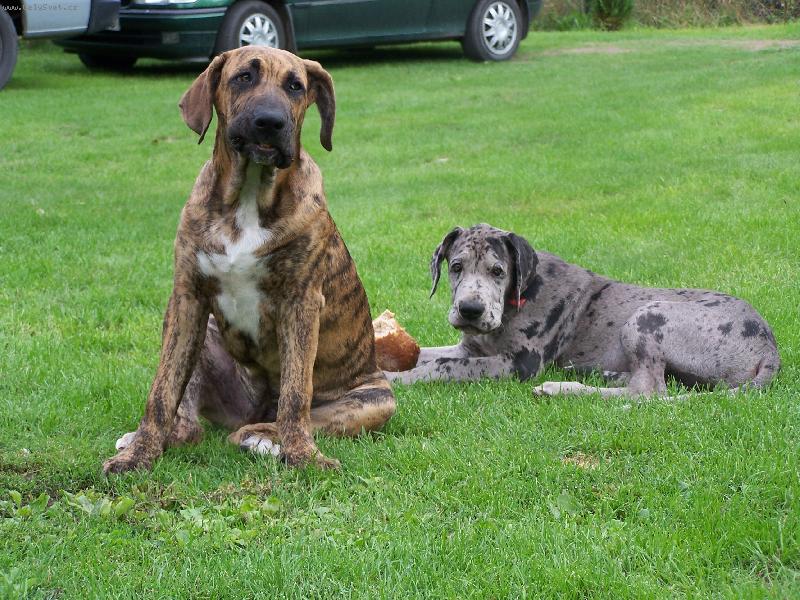 Foto: N�meck� doga a Brazilsk� fila-IGOR A FIDEL