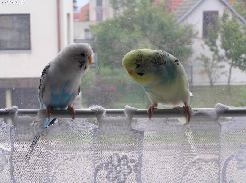 Foto: Naklon�n� l�ska-My k sob� pat��me