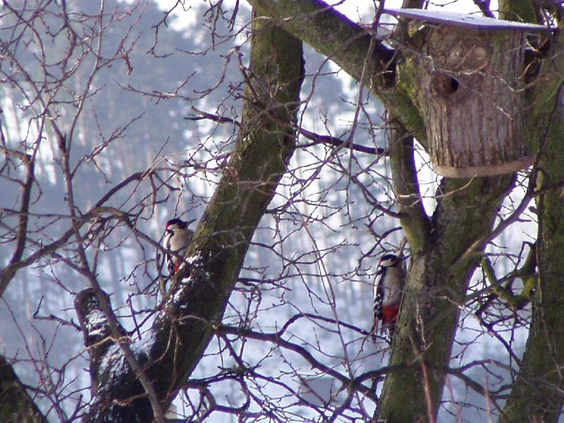 Foto: Strakapoudi na strom�