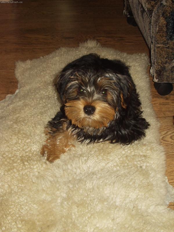 Foto: N� "malink�" chlup��ek