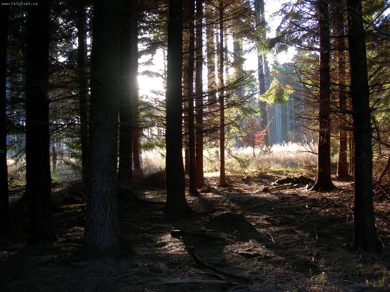 Foto: Typicky leden-Vyfoceno Nikonem Coolpix 7600 v lednu na vysocine
