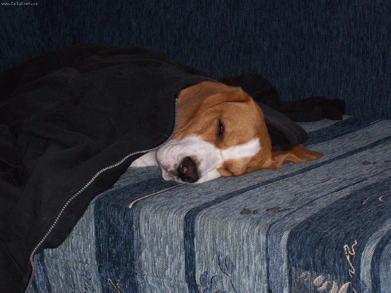 Foto: haj� dad�-Benji le��c� sp�c�