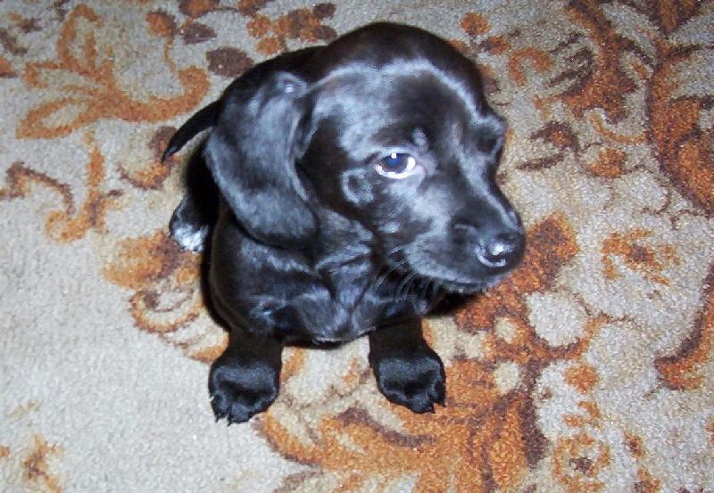 Foto: D�te mi n�co dobr�ho-pros�c� jezev��k