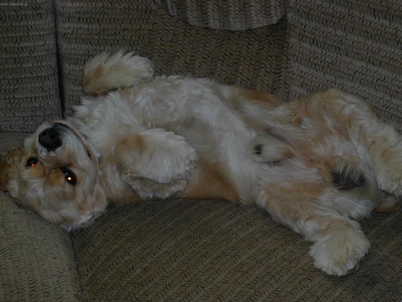 Foto: Ameri�an ALF-Podrbe� m�?